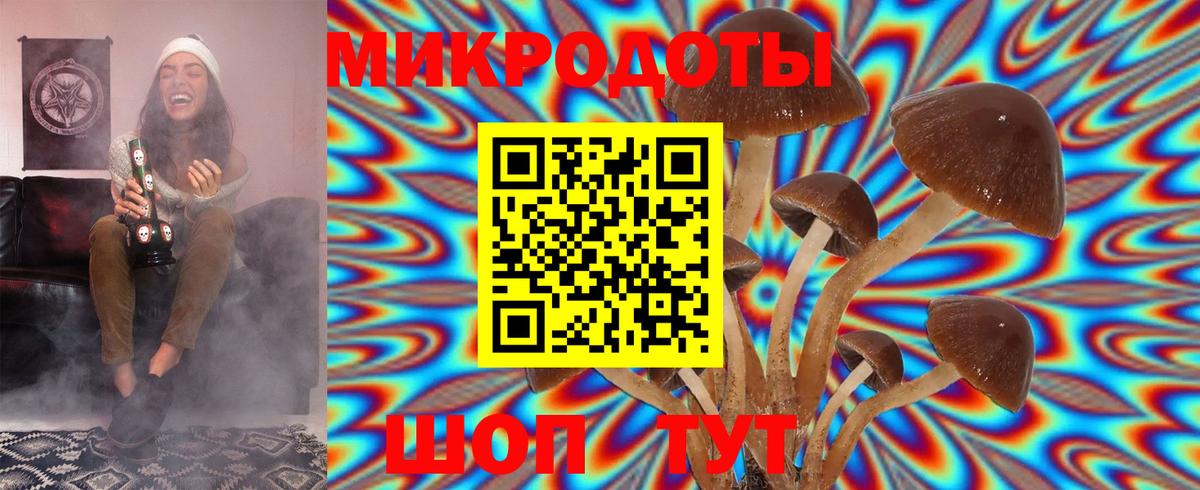 Галлюциногенные грибы Psilocybe Ставрополь